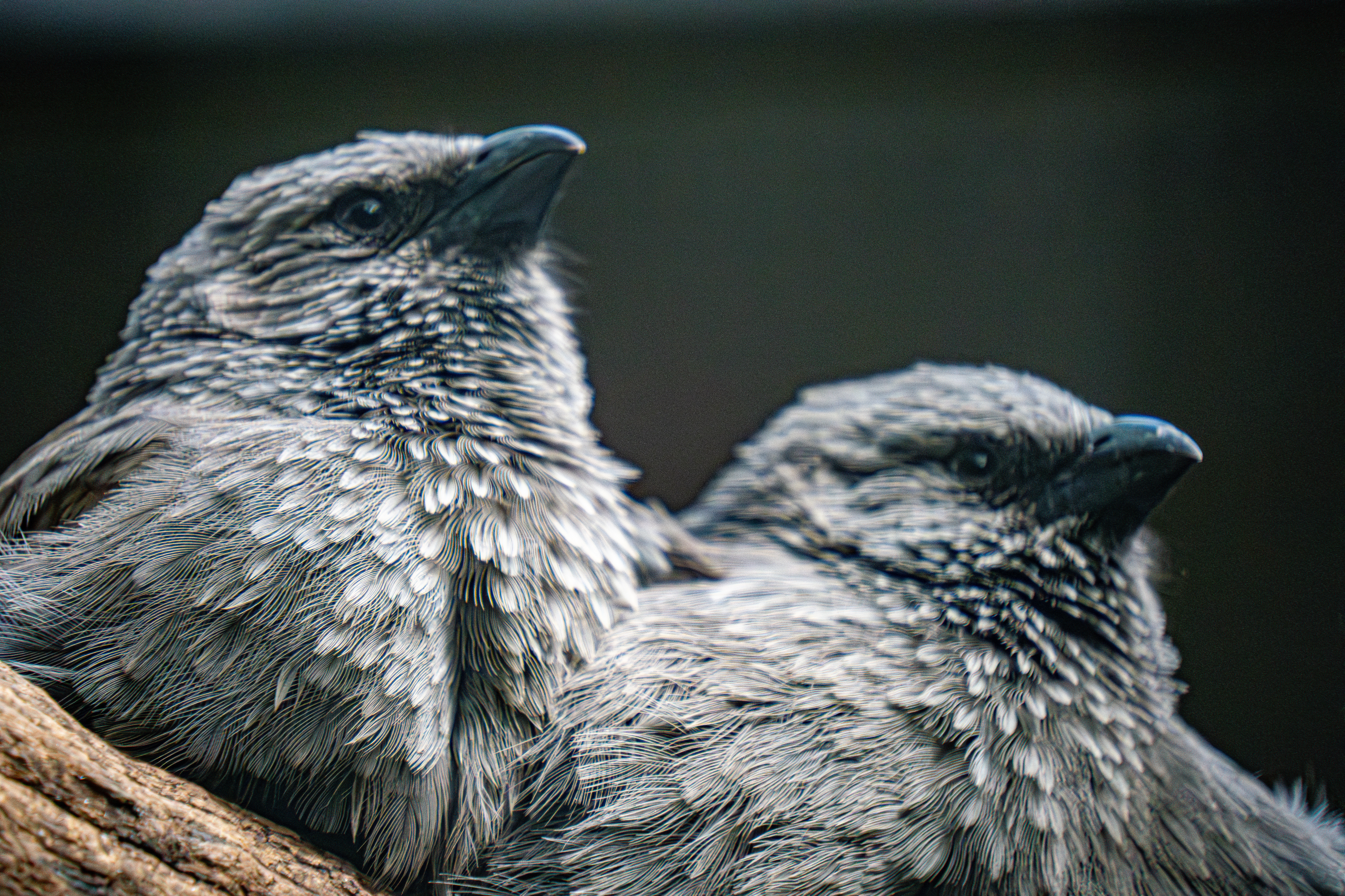 Australia Wildlife — photograph 3
