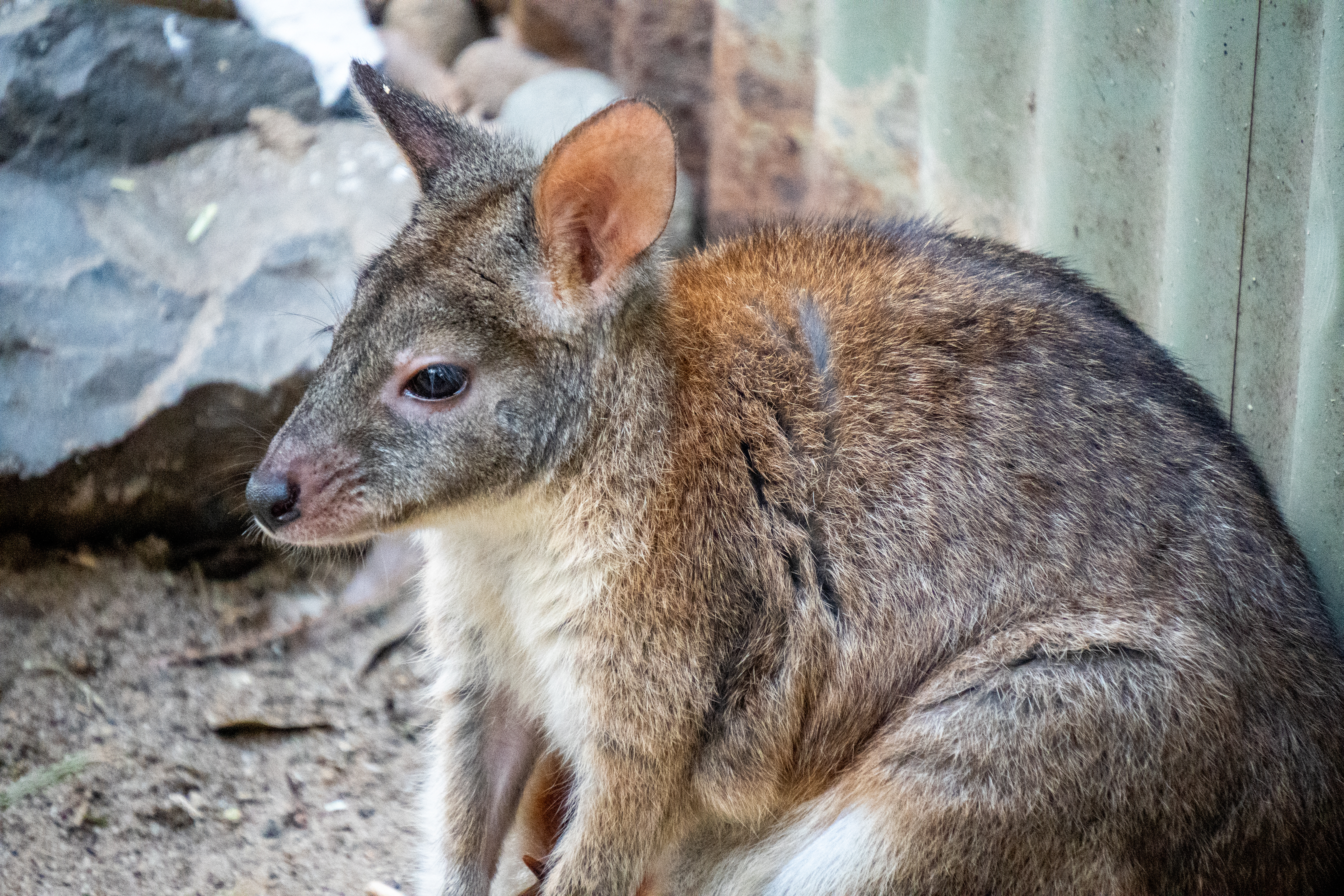Australia Wildlife — photograph 7