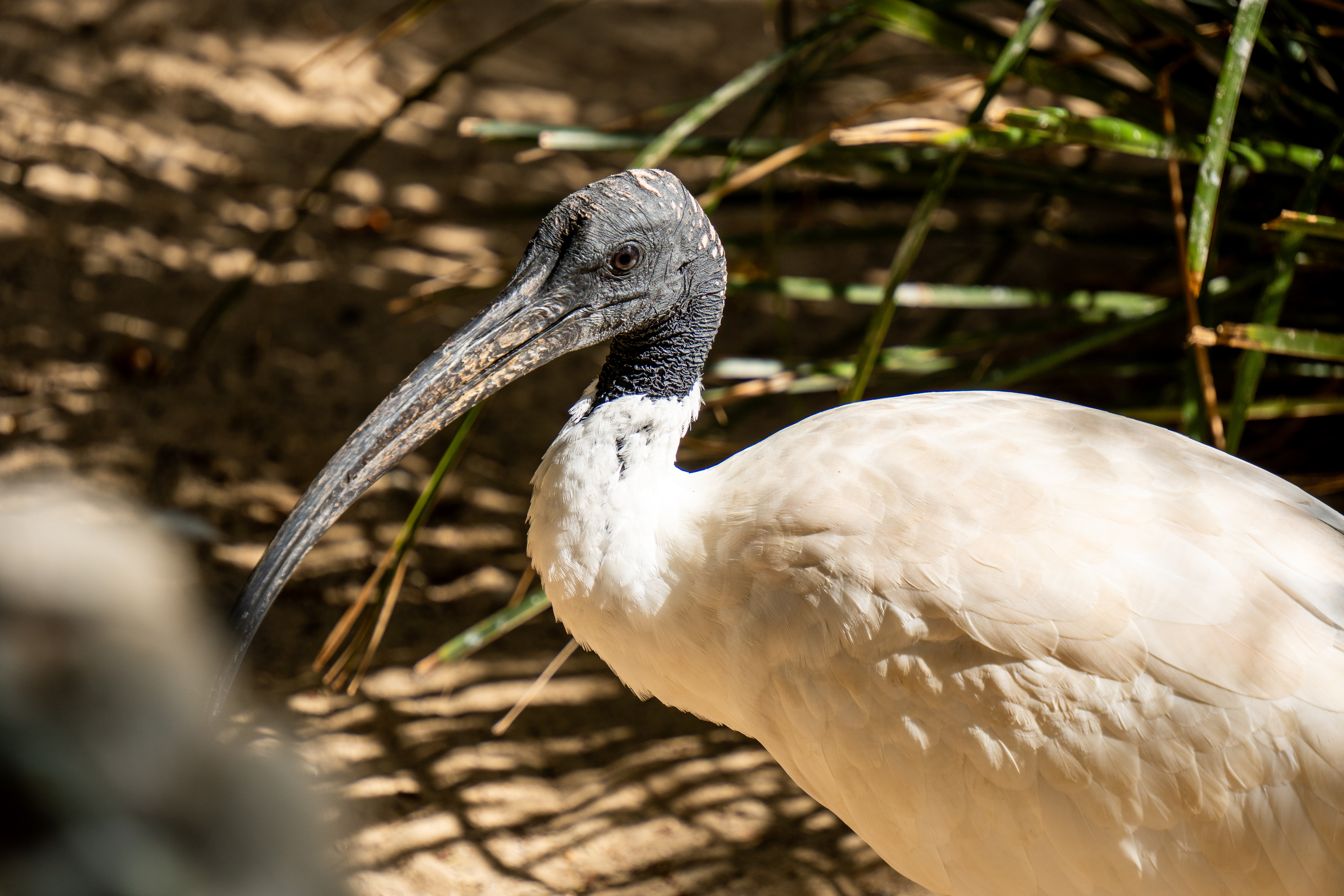Australia Wildlife — photograph 9