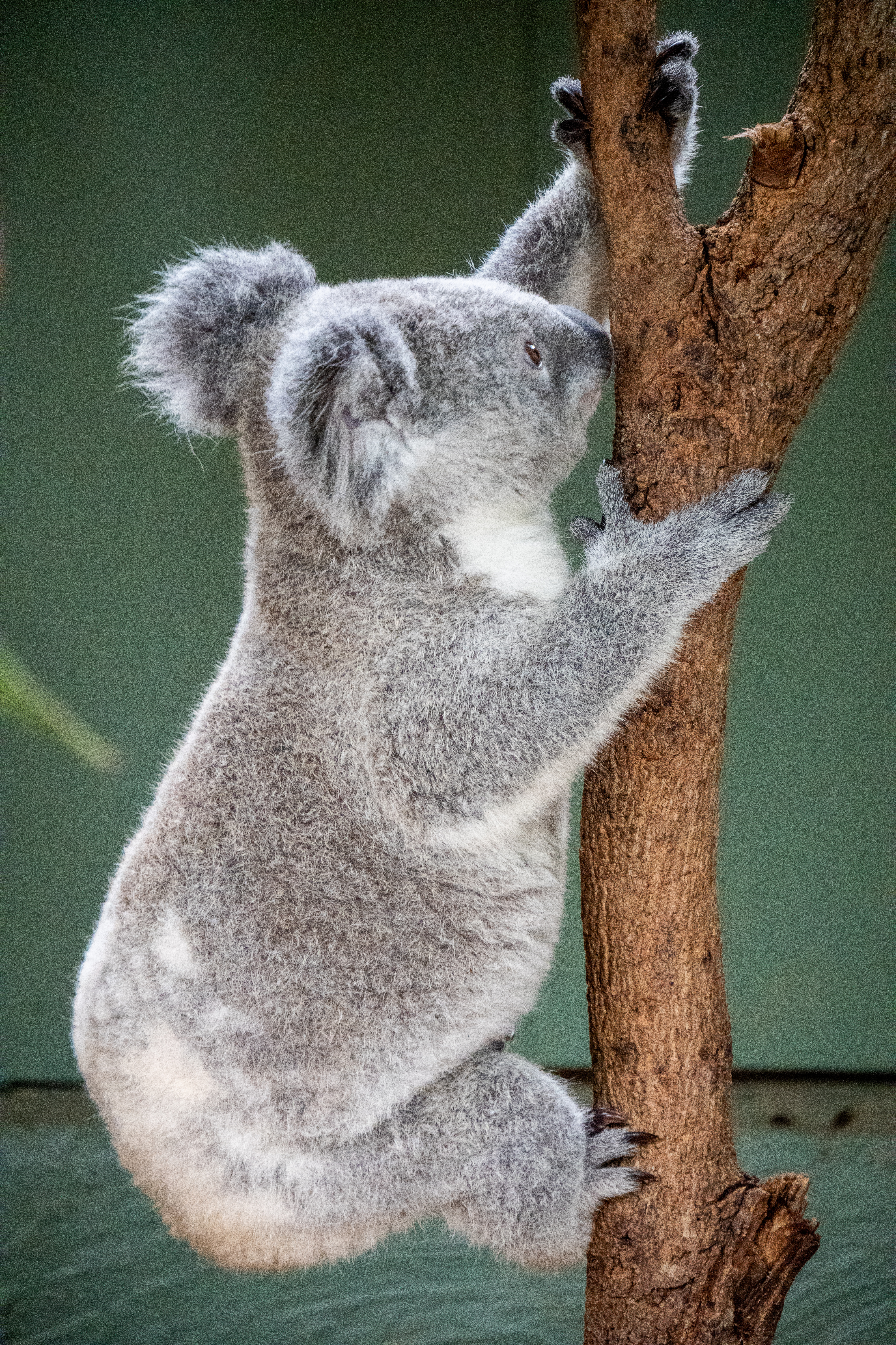 Australia Wildlife — photograph 14