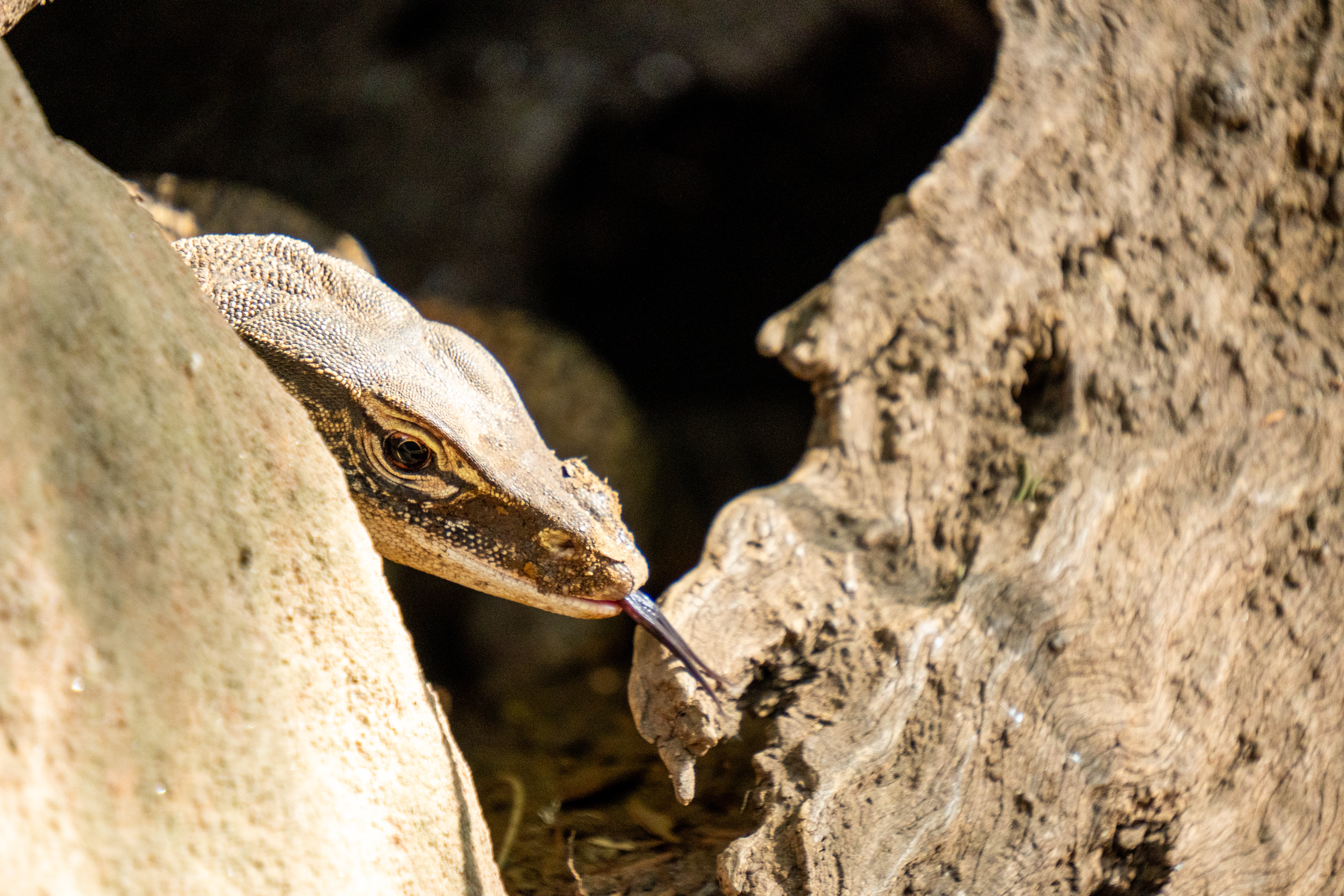Australia Wildlife — photograph 20