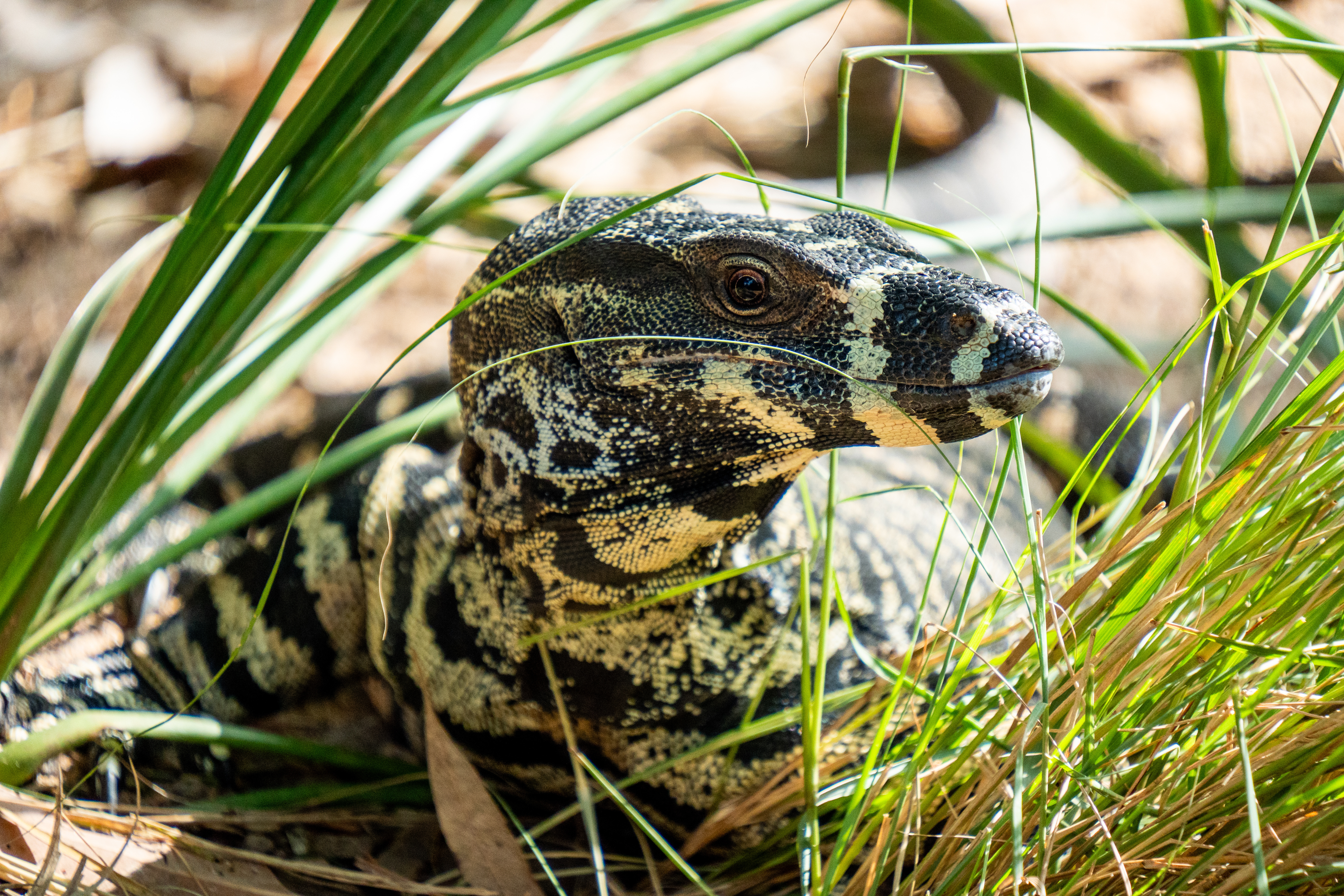 Australia Wildlife — photograph 21
