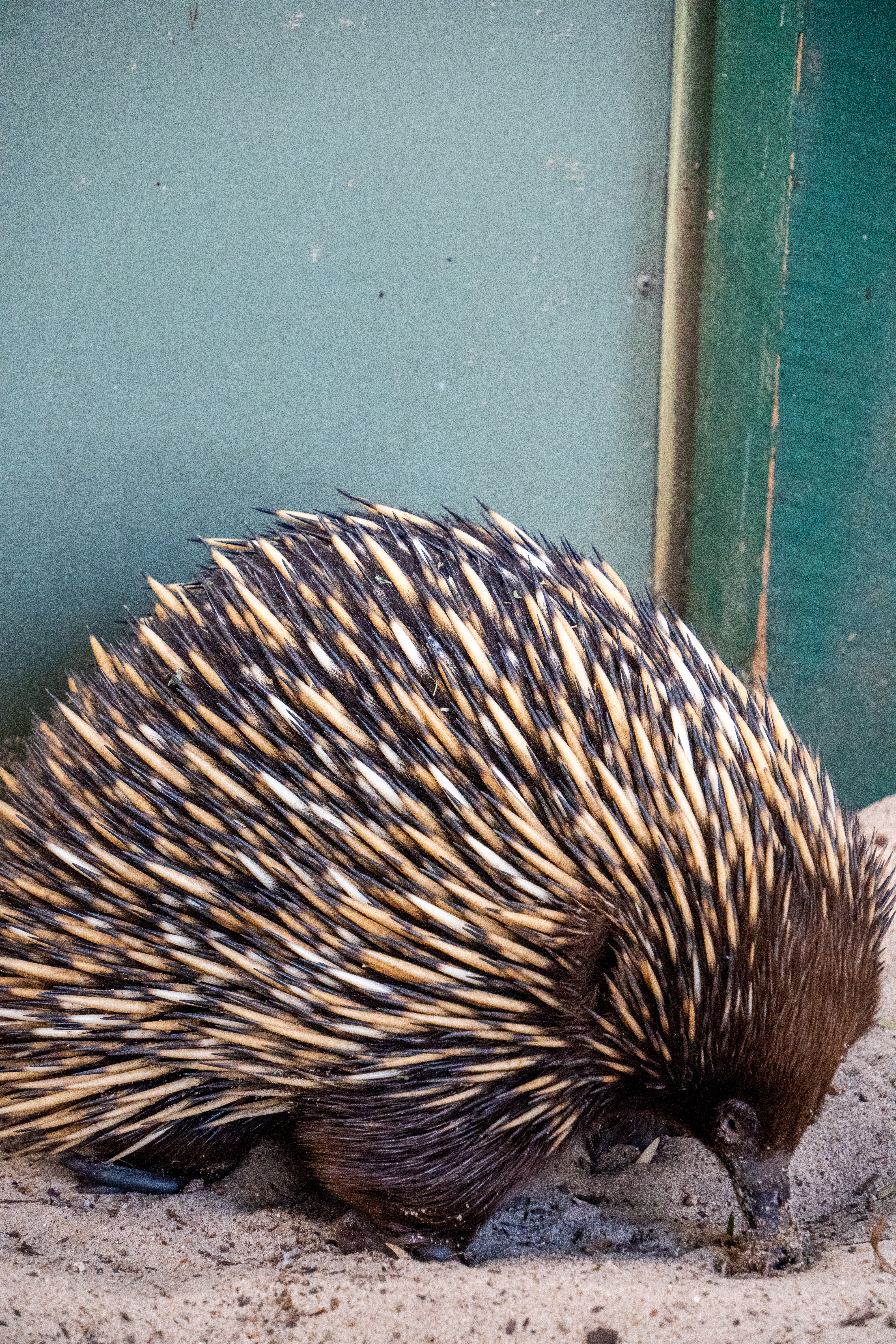 Australia Wildlife — photograph 24