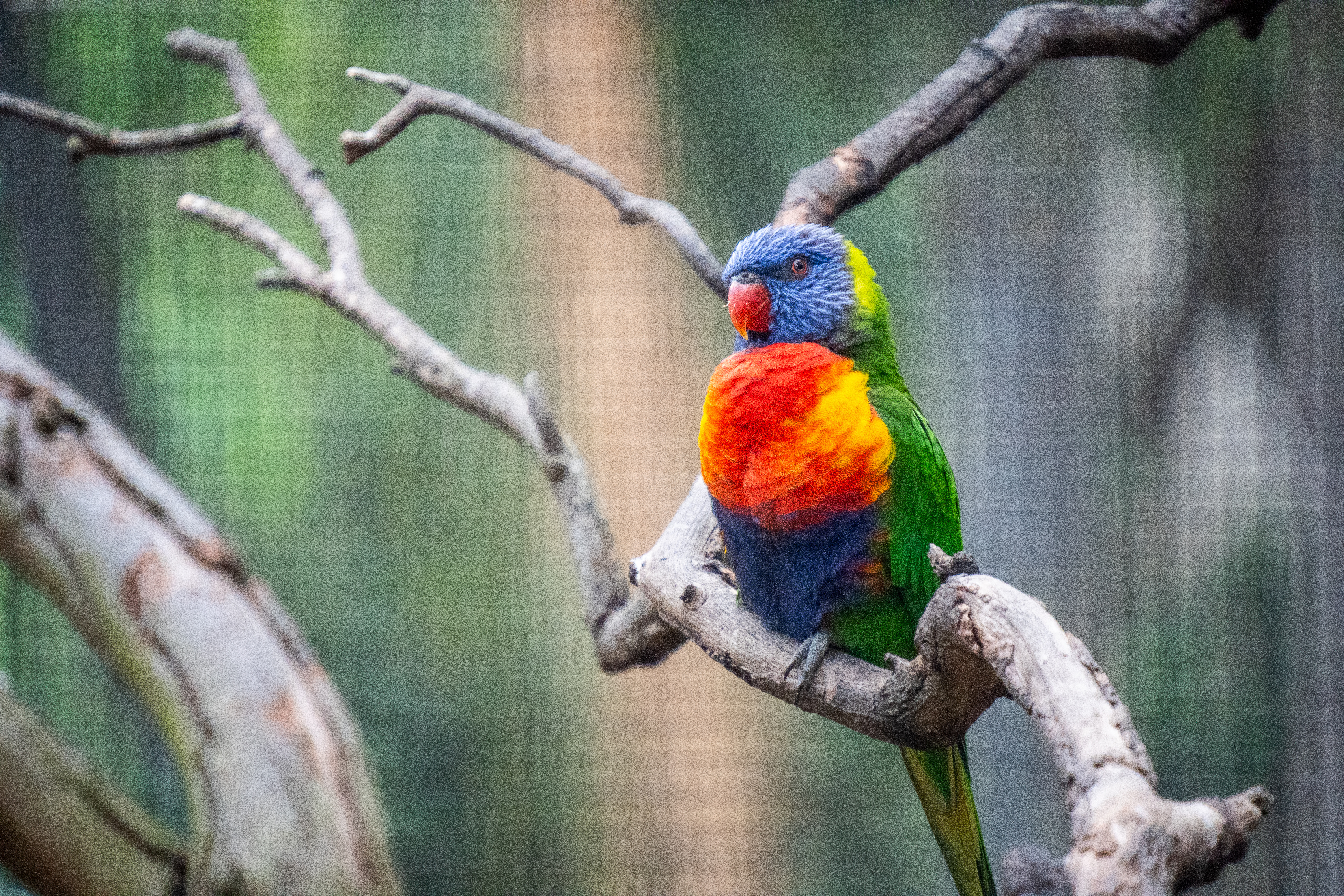 Australia Wildlife — photograph 4