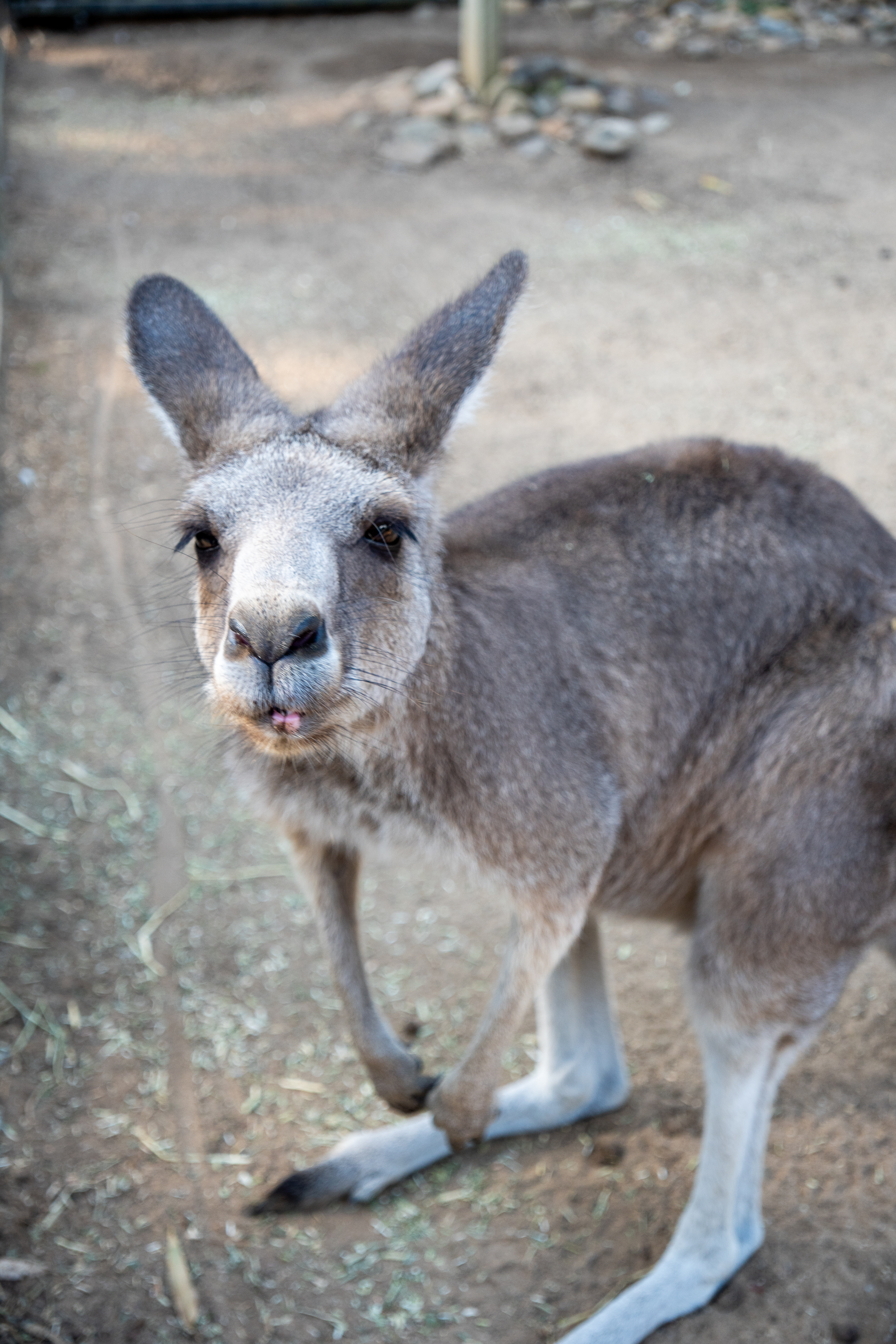 Australia Wildlife — photograph 36
