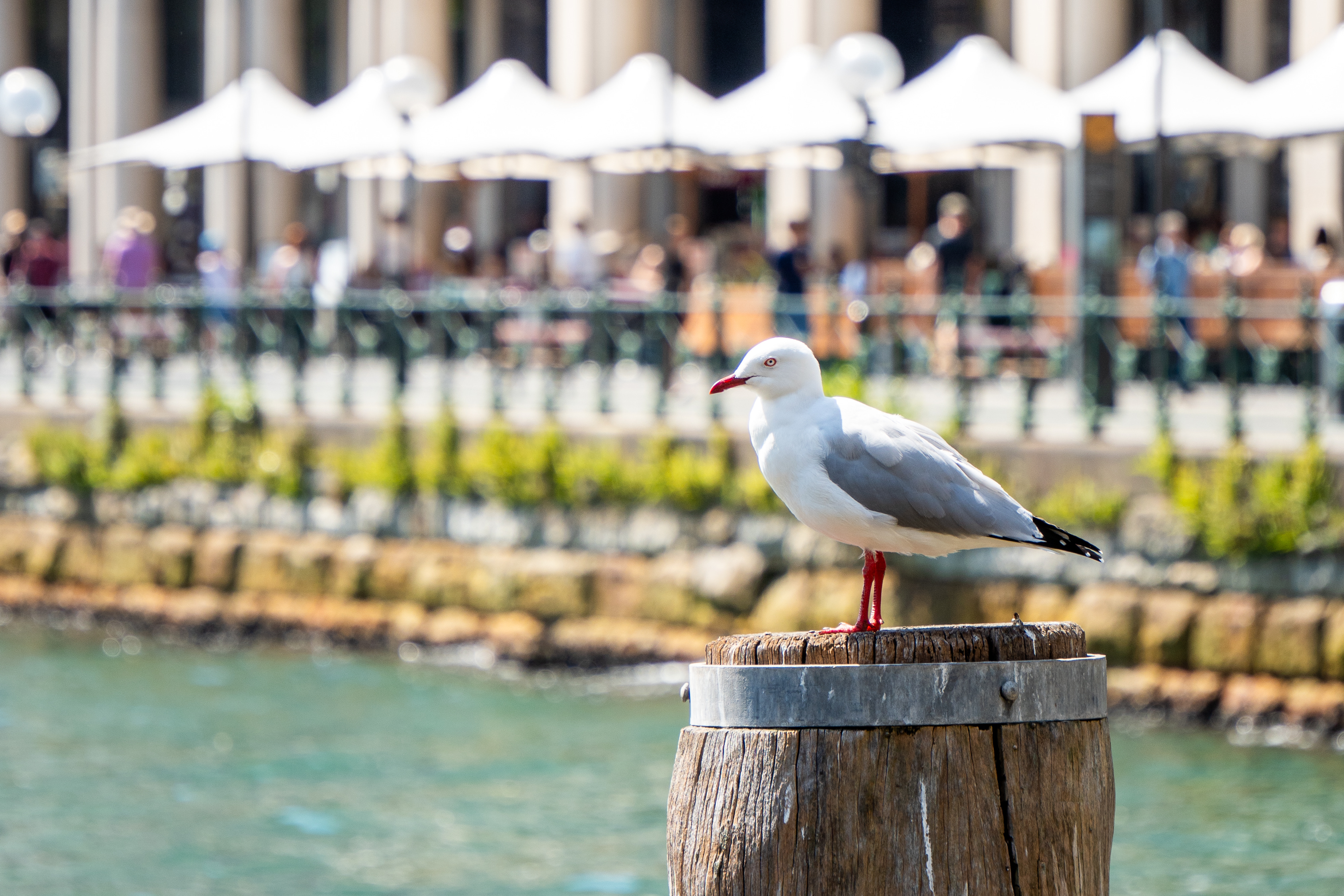 Australia — photograph 8