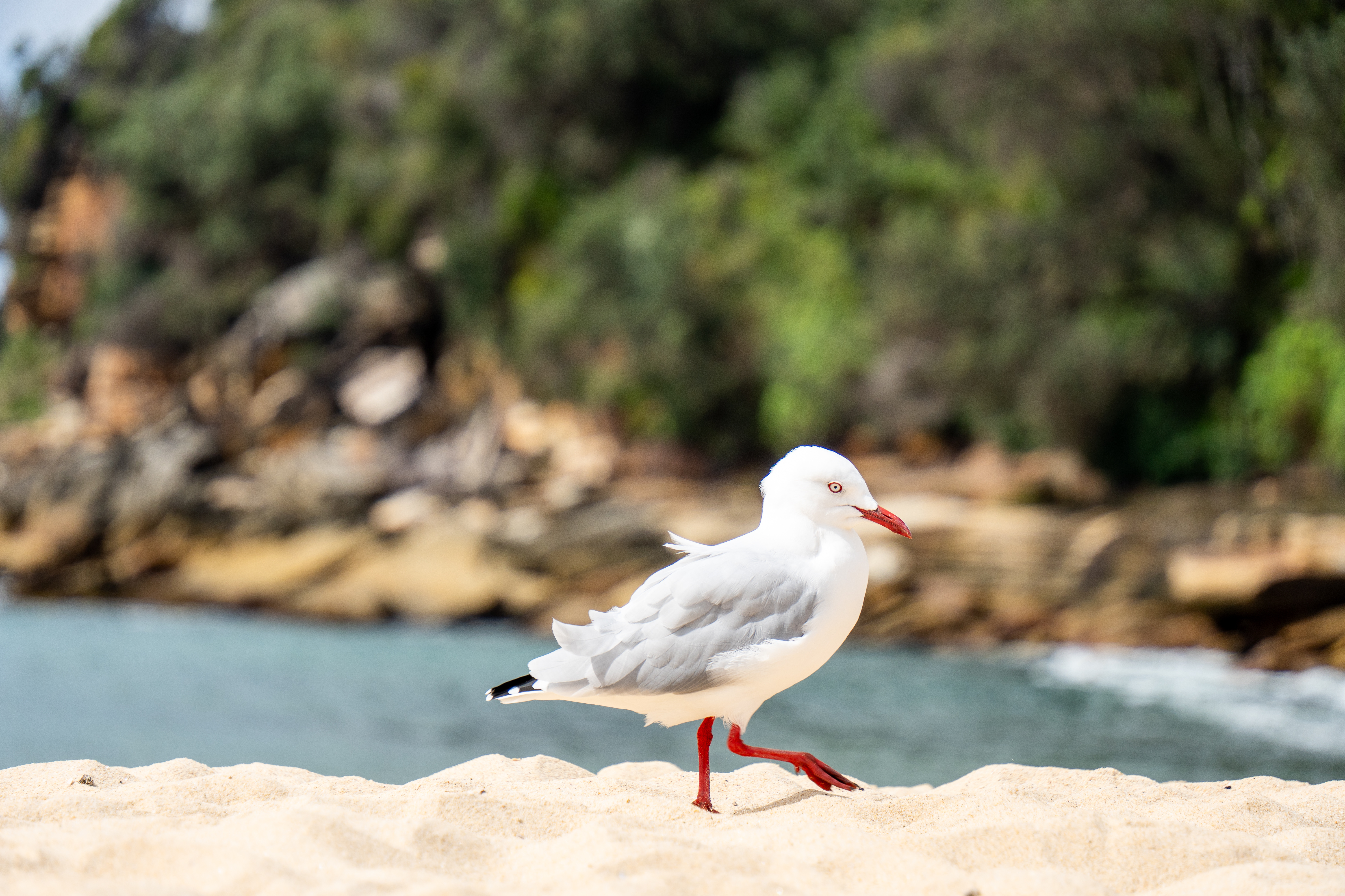 Australia — photograph 65